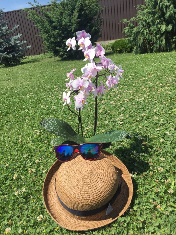 Уход за орхидеей летом